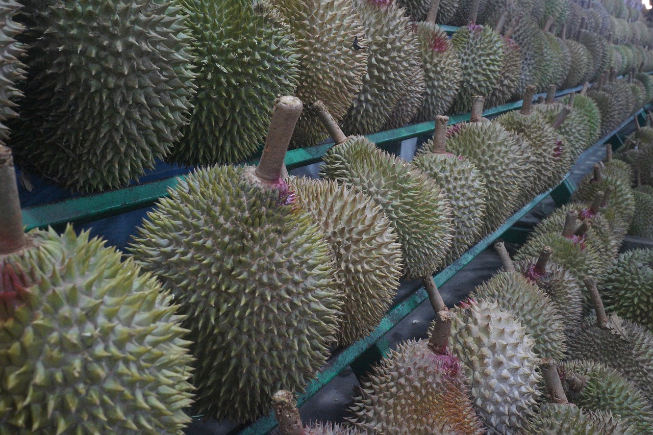 金枕榴莲在云南试种成功，开启热带水果种植新篇章