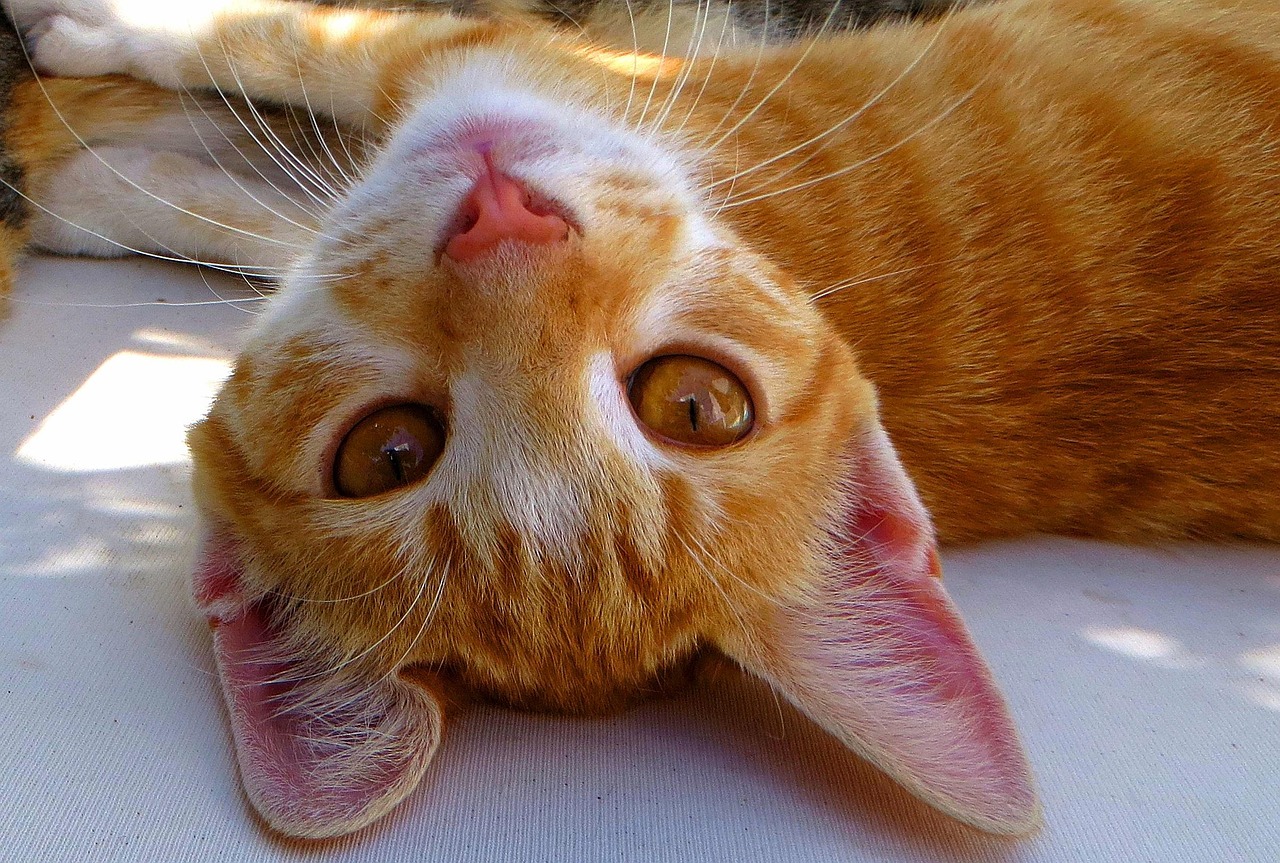 小猫唤醒梦中的主人，讲述一次温馨的教育故事