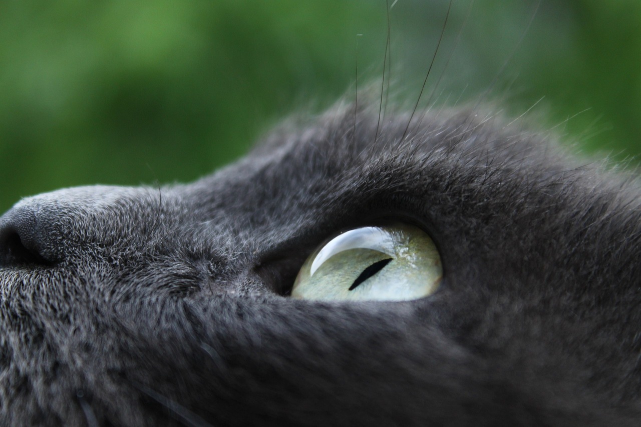 合肥地震监控记录，猫咪惊慌失措，瞬间摇乱跑