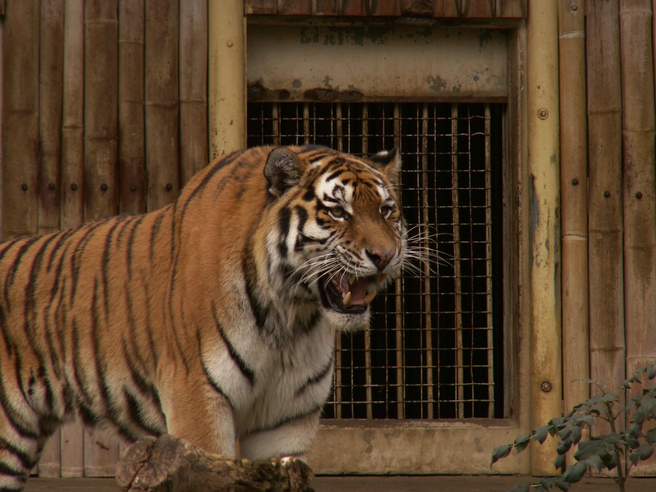 重庆动物园回应大熊猫扑倒饲养员事件，真相与反思