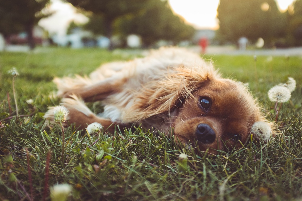 被老鼠咬伤，需考虑狂犬病风险，咨询医生决定是否接种狂犬疫苗