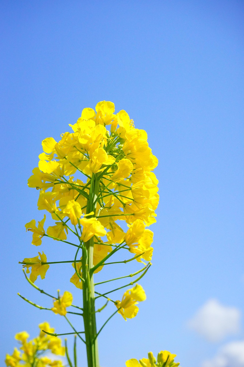 节日催热鲜花经济，指节日期间鲜花需求激增，带动相关产业链发展